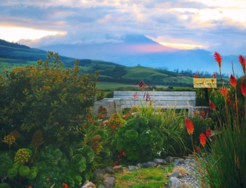 The Secret Garden: A Magical Oasis With Unique Tours To Cotopaxi